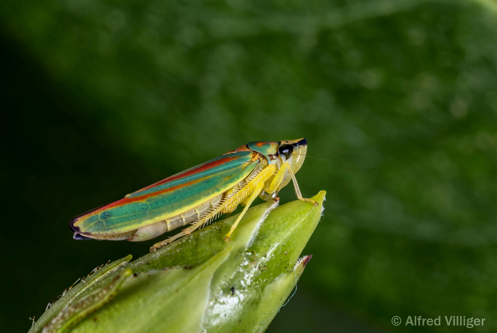 Rododendronzikade  (Graphocephala fennahi ) 30.8.2018 