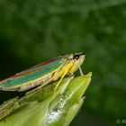 Rododendronzikade  (Graphocephala fennahi ) 30.8.2018 