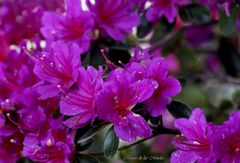 ...rododendros lilas...