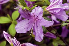 ...rododendros lilas...