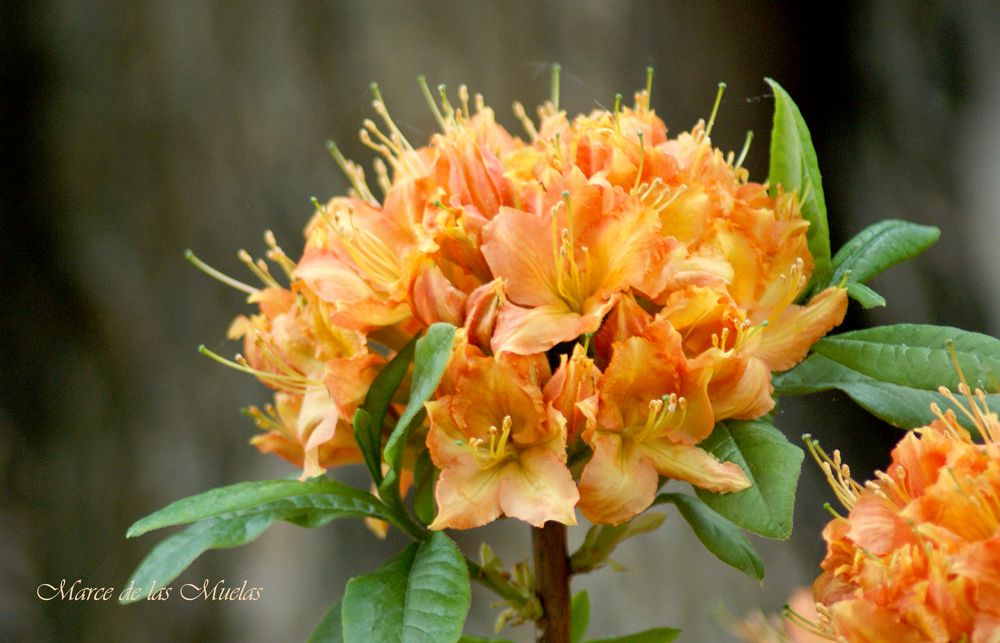 ...rododendros naranjas...