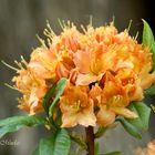 ...rododendros naranjas...