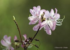 ...rododendros rosas....