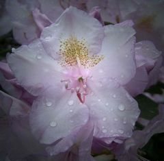 Rododentronblüte nach einen Regen