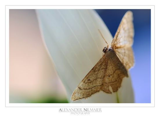 Rodostrophia vibicaria