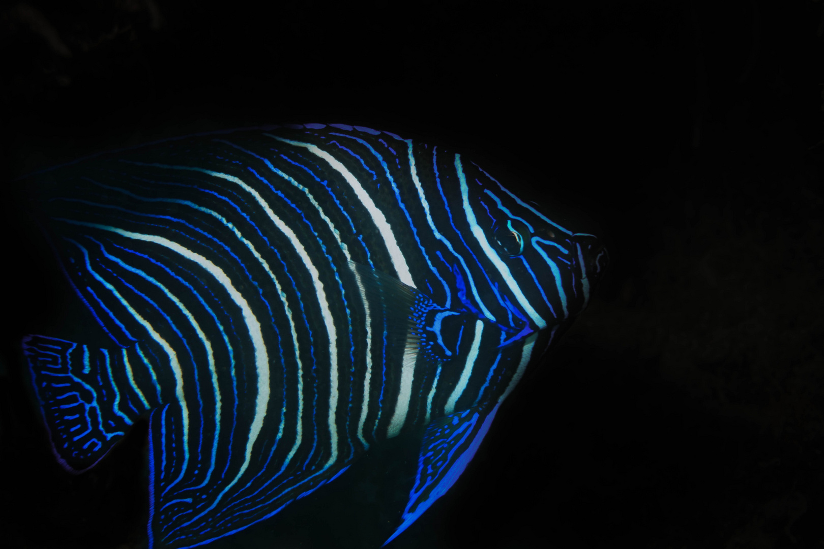 rodrigues, semicirculatus angelfish