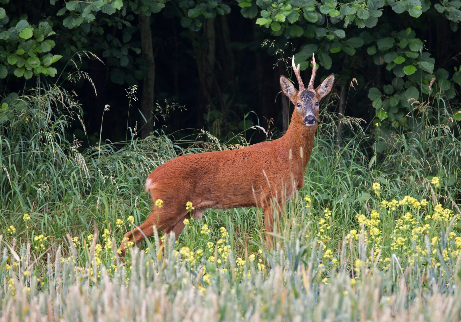 roe buck