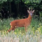 roe buck