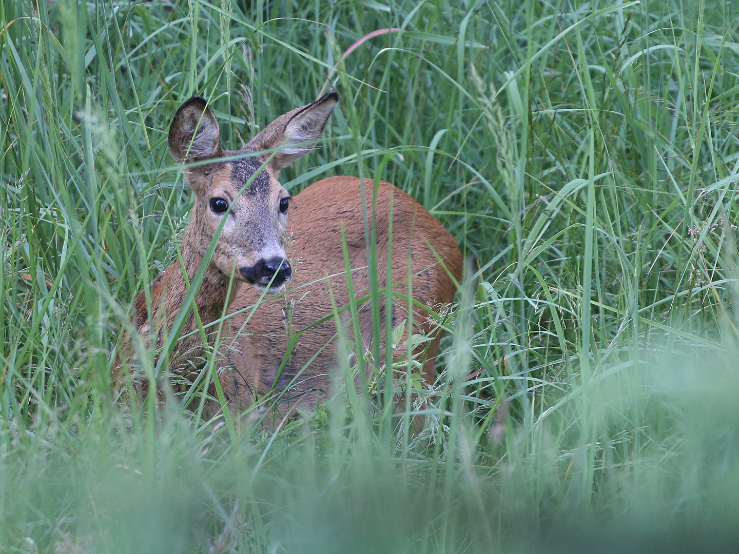 Roe Deer 1