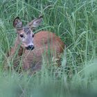 Roe Deer 1