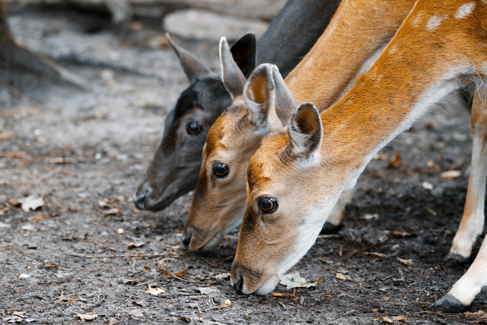 Roe Deer .