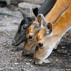 Roe Deer .