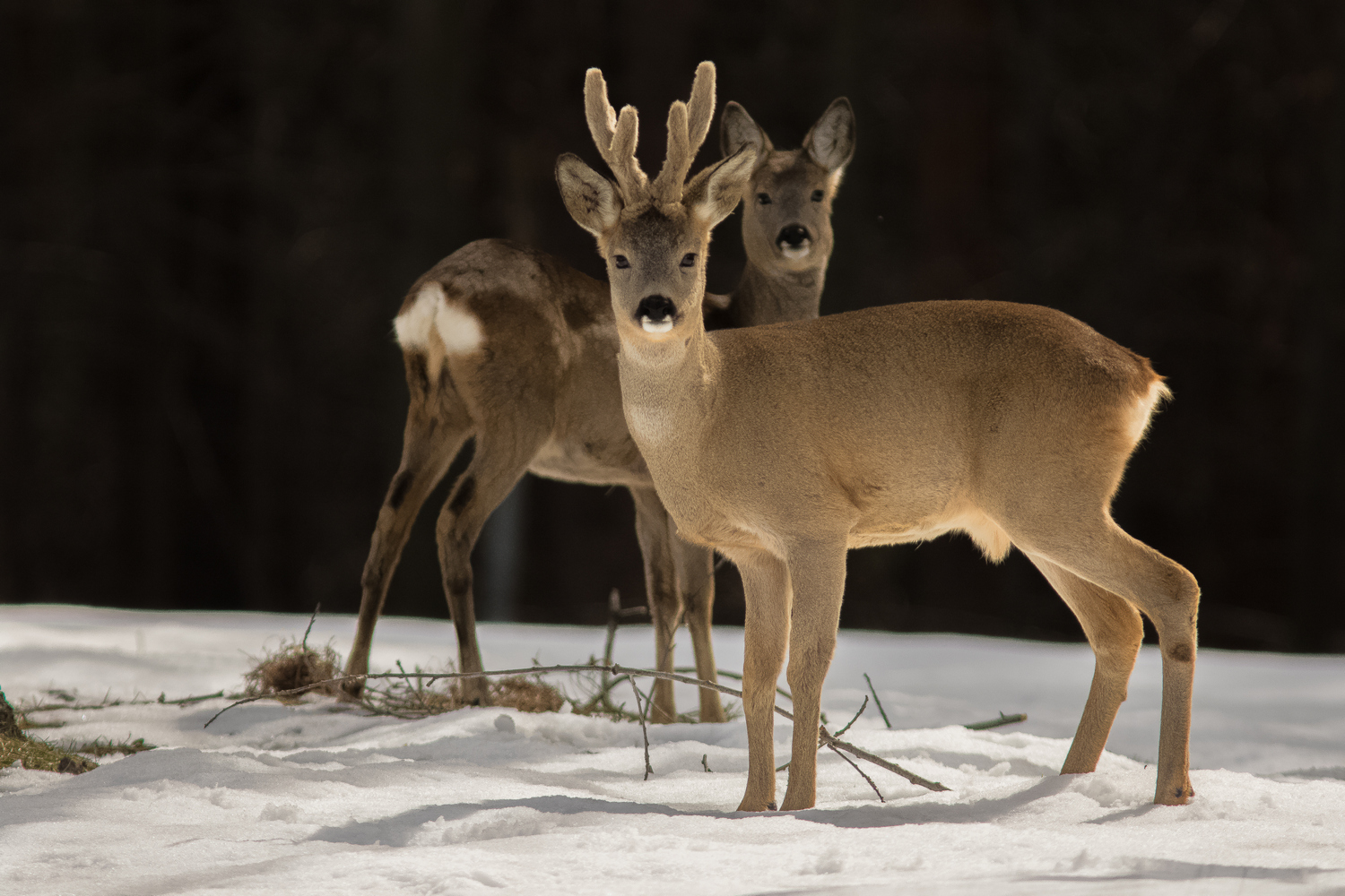 Roe deer