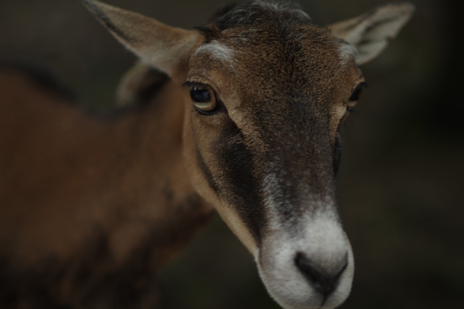 Roe deer 