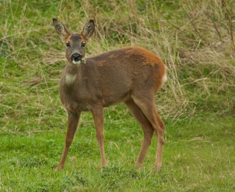 roe deer