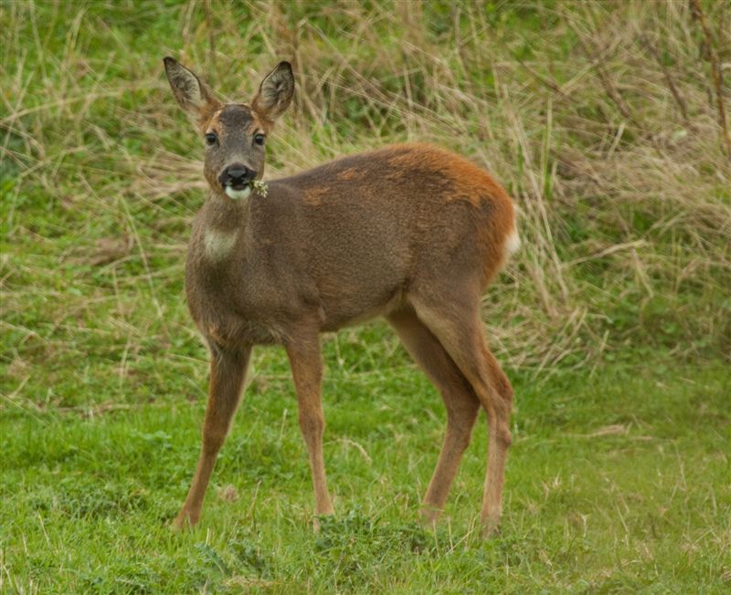 roe deer