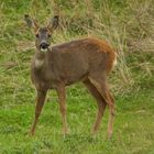 roe deer