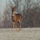 roe deer