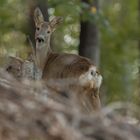 Roe deer