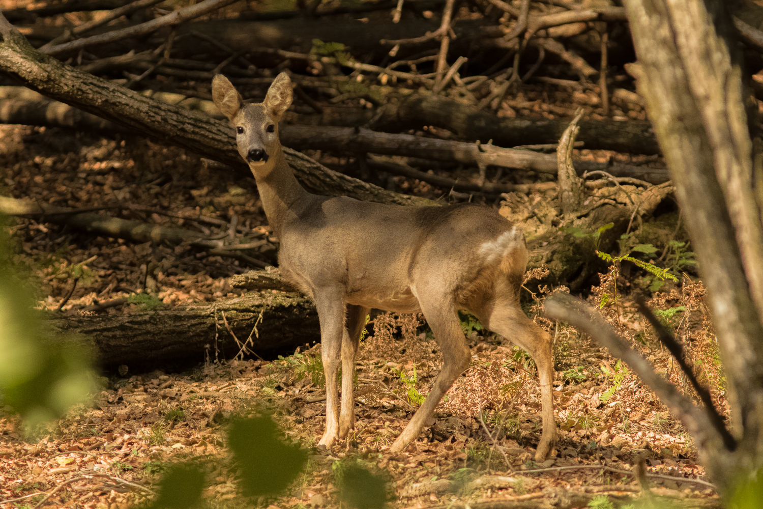 Roe deer