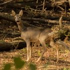 Roe deer