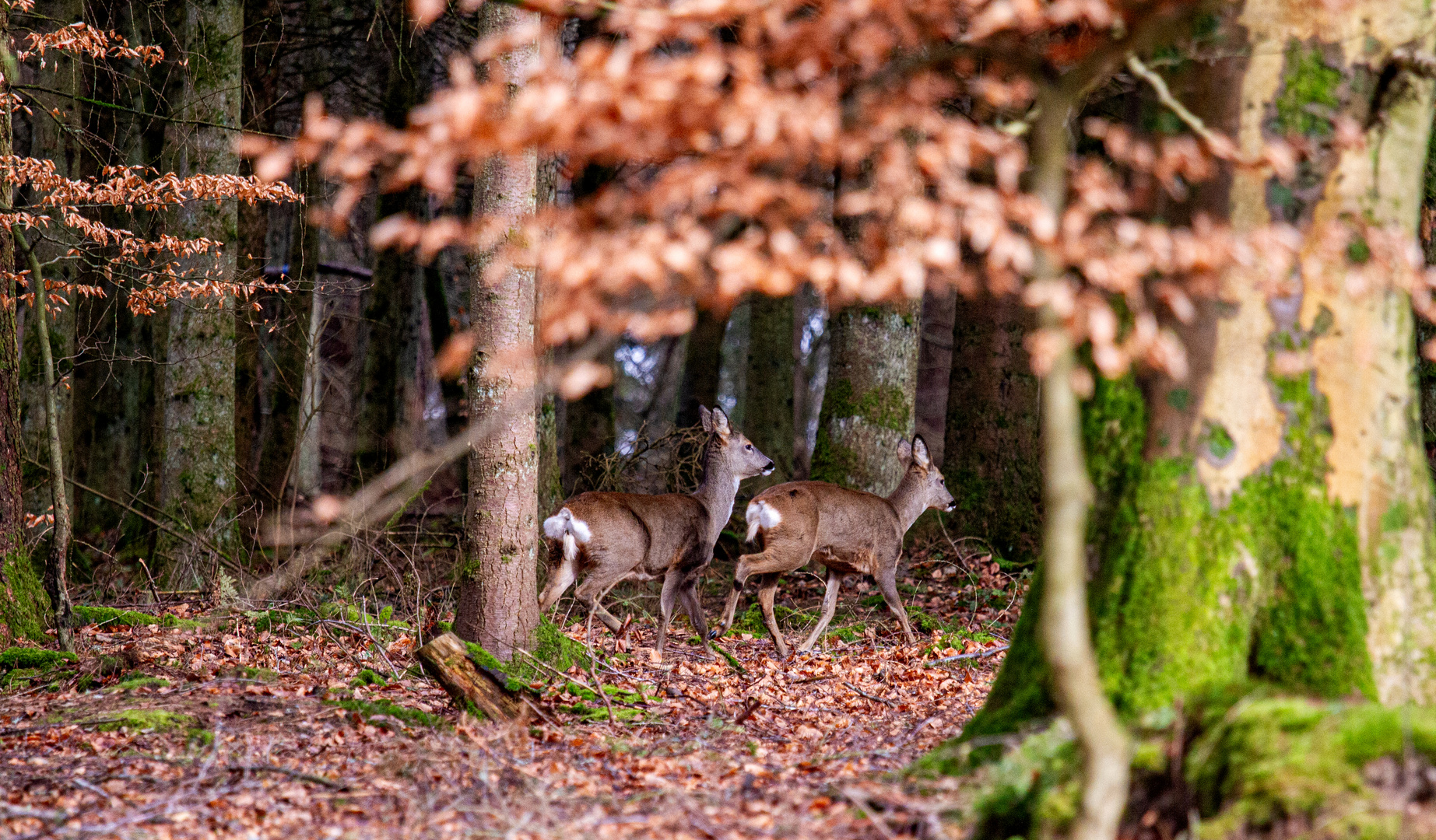 Roe Deer