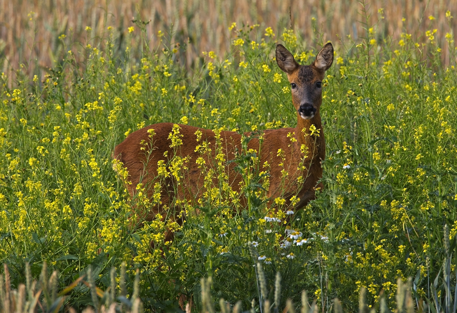 roe deer