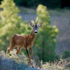 Roe deer