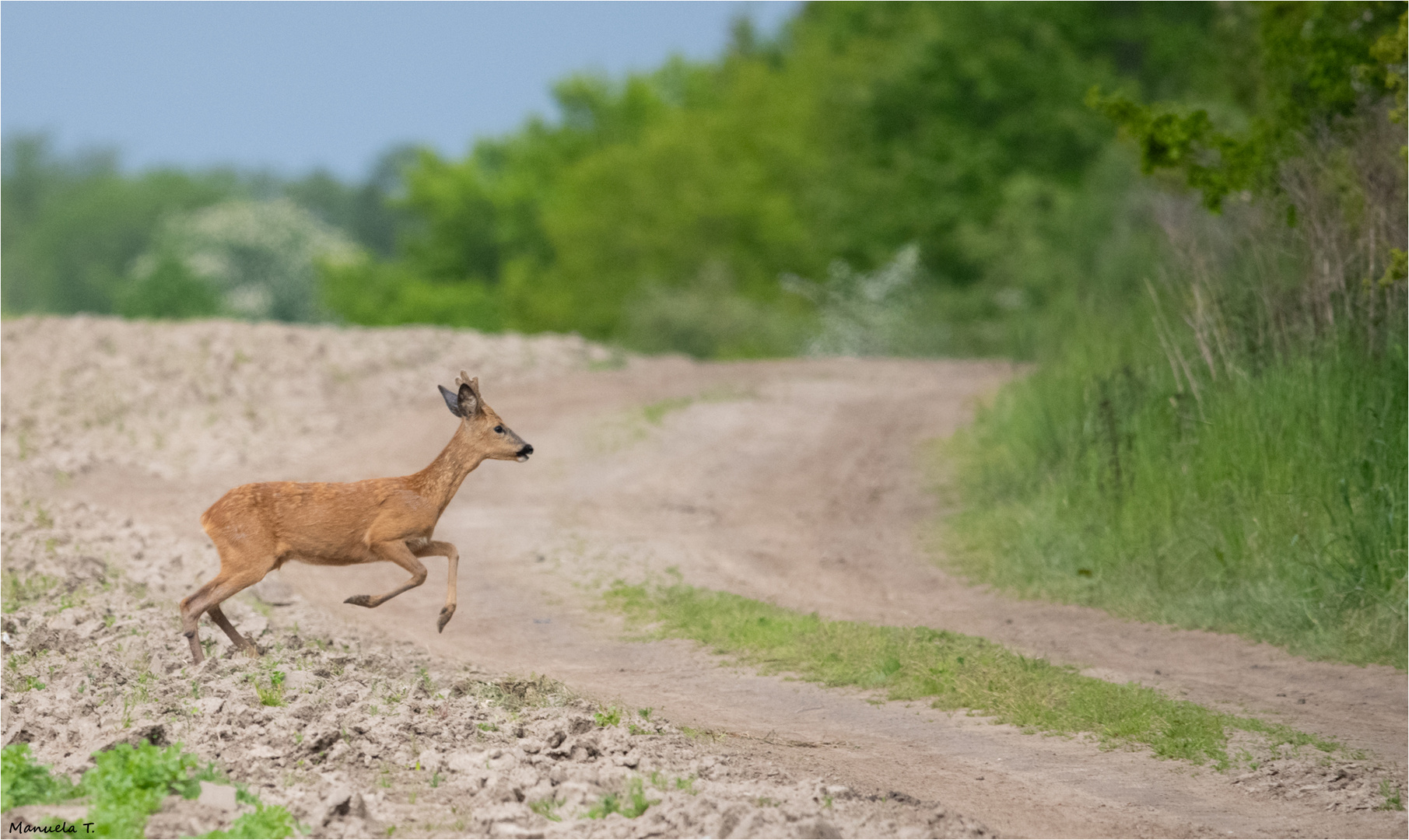 Roe deer