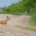 Roe deer