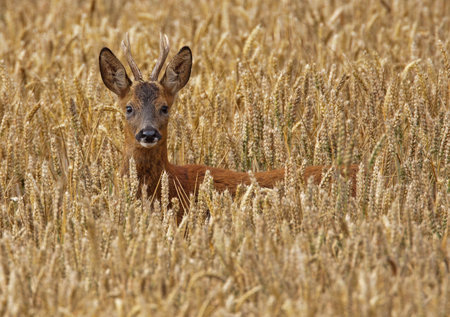 roe deer