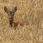 roe deer