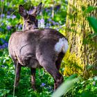 "Roe Deer"