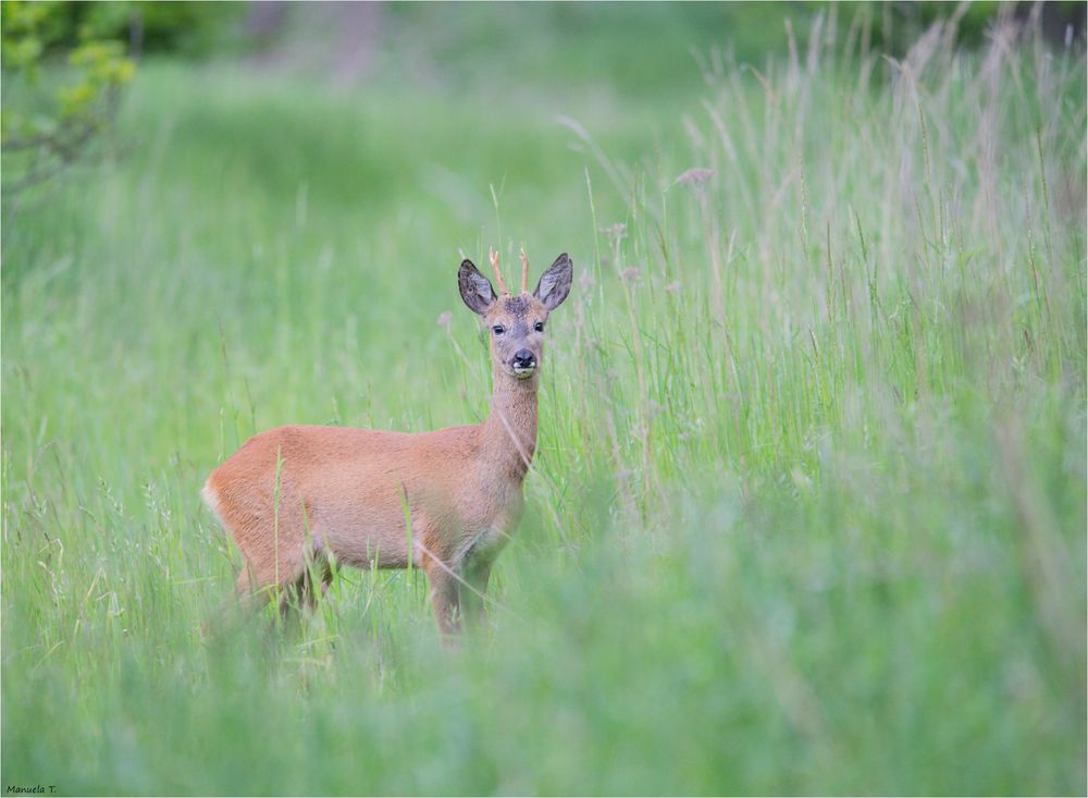 Roe deer