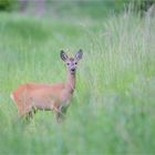 Roe deer