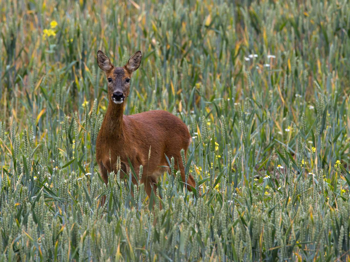 roe deer