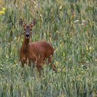 roe deer