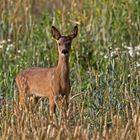 roe deer fawn