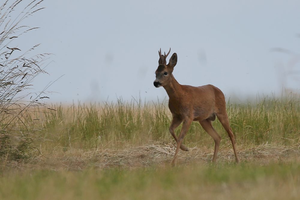 Roe Deer