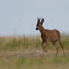 Roe Deer