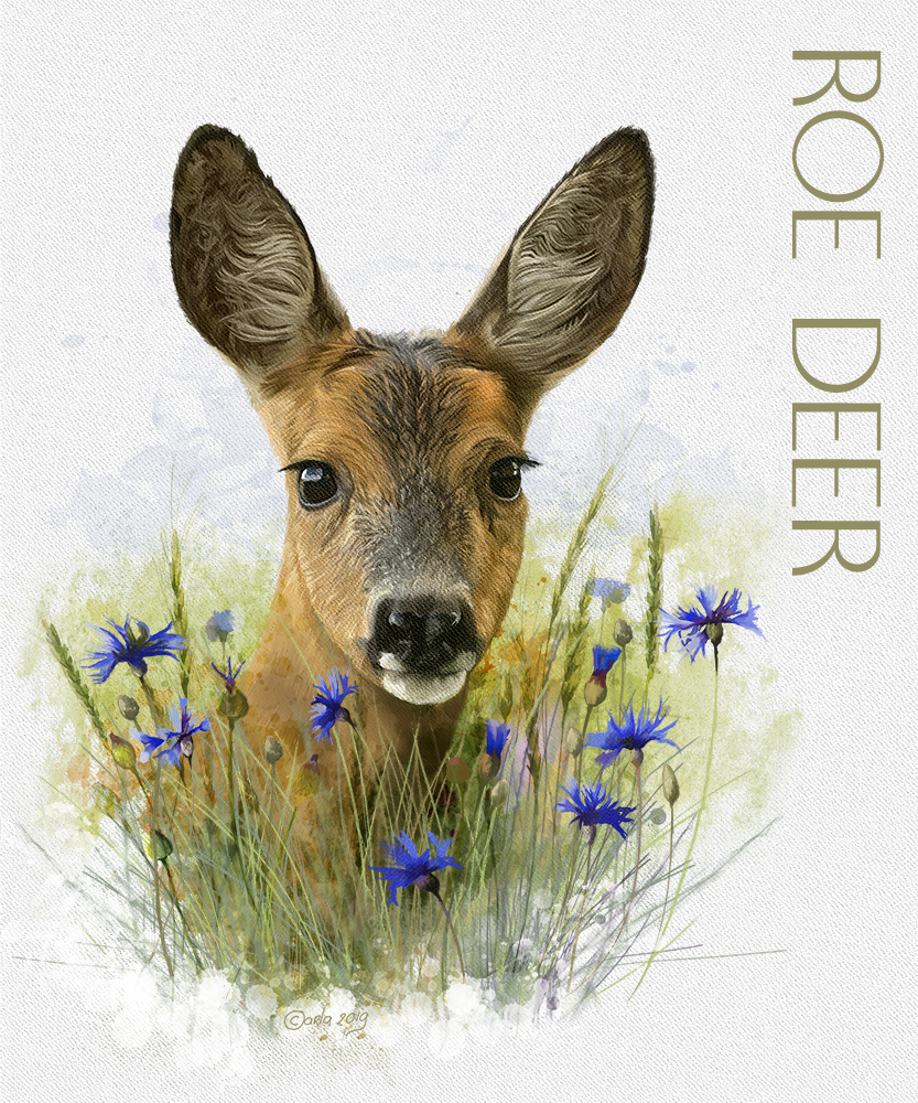 Roe deer in cornflower field