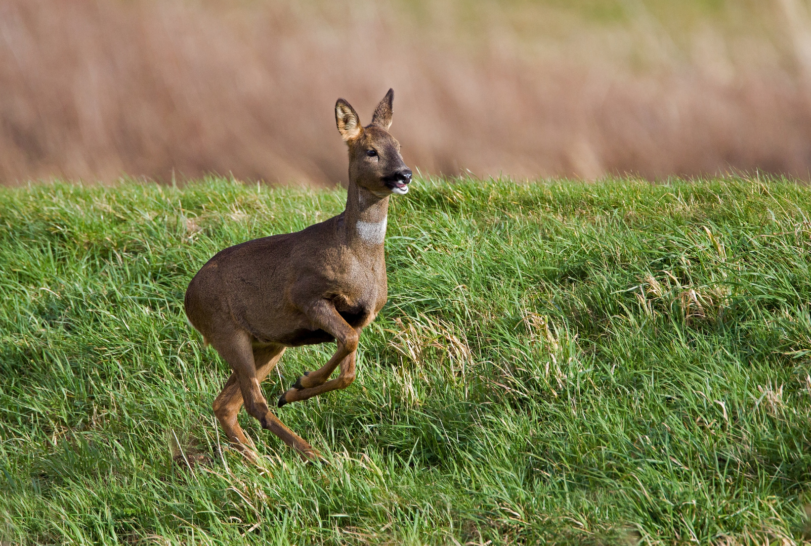 roe deer running flat out