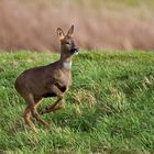 roe deer running flat out