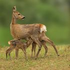 Roe deer with drinking fawns