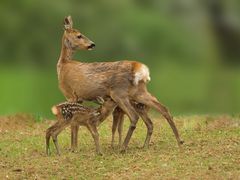 Roe deer with drinking fawns