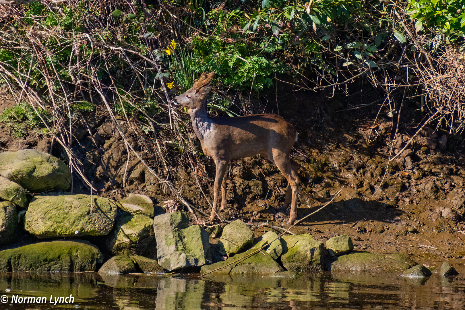 Roebuck 27th March 2023-