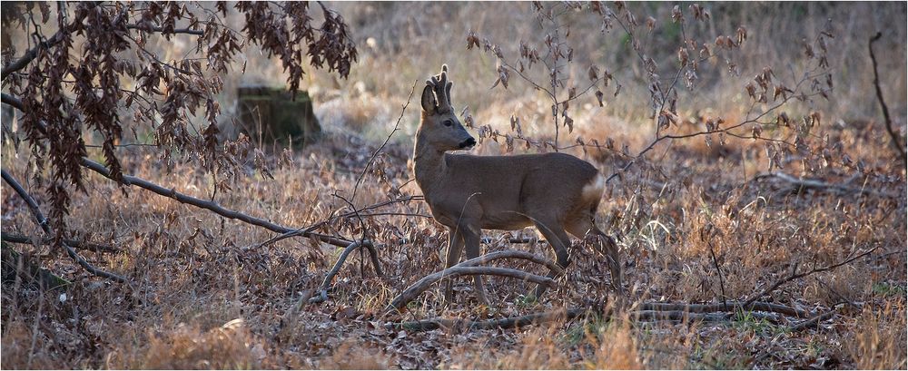 roebuck watching for doe