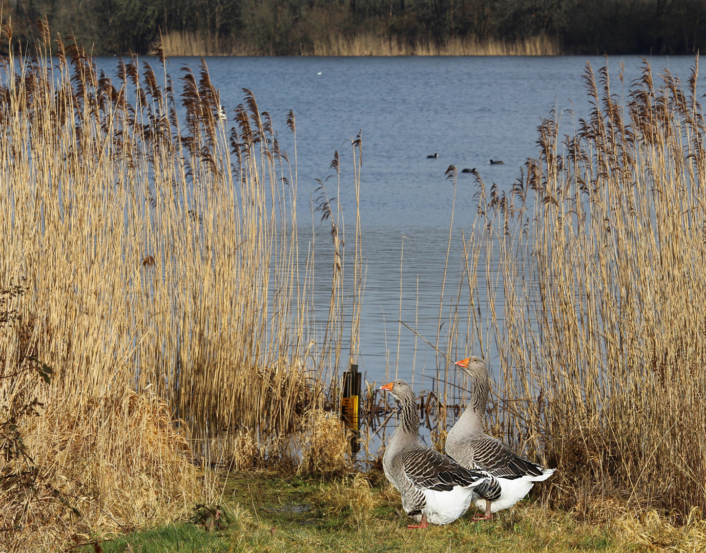 Röggeliner See