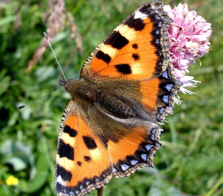 Röhner Schmetterling