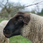 Röhnschaf (Ovis aries), rhoen sheep